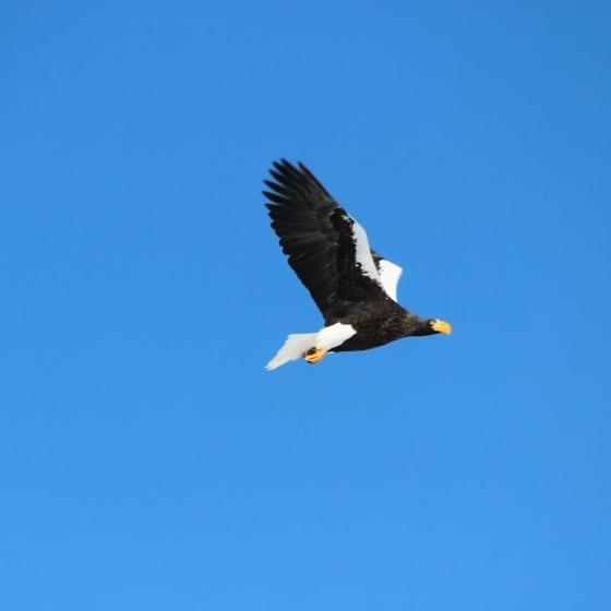 Eagle Watching Trip ~Okhotsk Nature Hall~