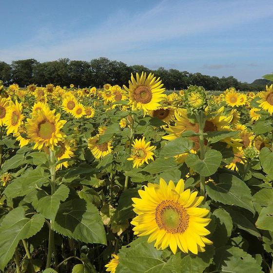 Sunflower field in Abashiri City Omagari Lakeside Park