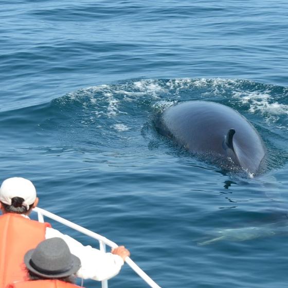 網走自然周遊觀光船～鯨魚、海豚、海鳥～
