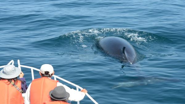 Abashiri Nature Cruise ~Whales, Dolphins, Seabirds~