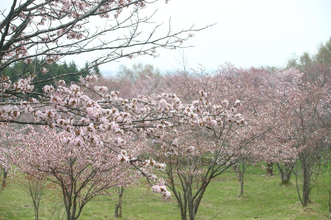 a3045 天都山 桜