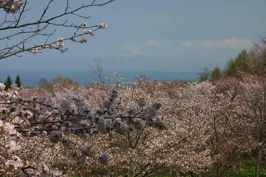 a3043 天都山 桜