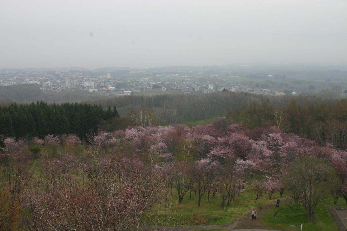 a3044 天都山 桜