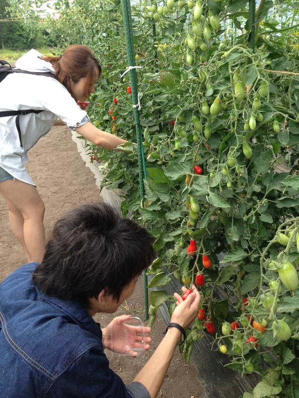 トマト収穫体験 ~大曲湖畔園地~