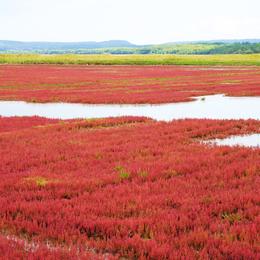 能取湖サンゴ草群落地