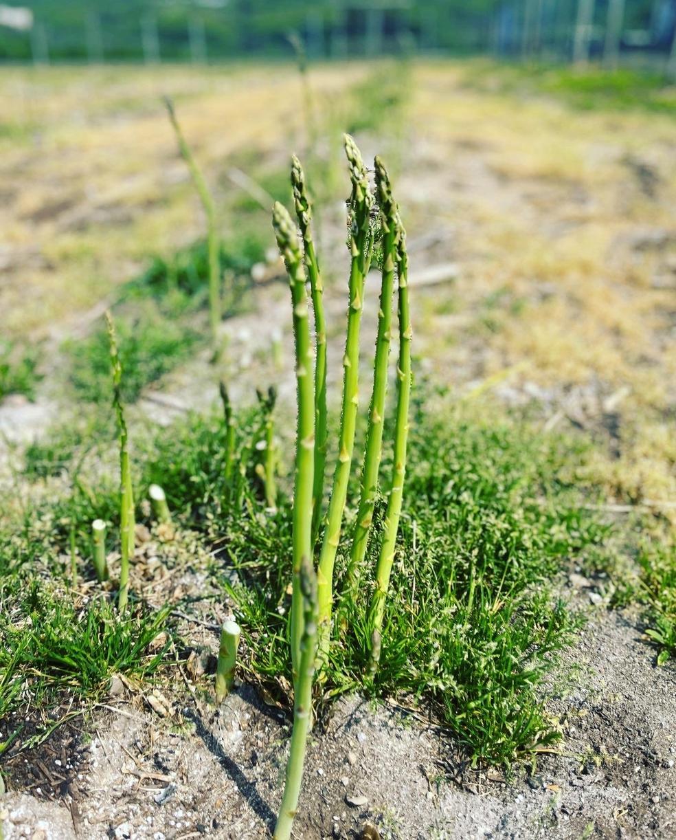 Now accepting applications for asparagus harvesting experience at Omagari Lakeside Park!