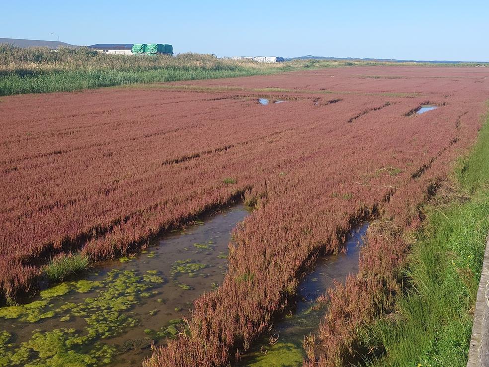 The Ubaranai coral grass colony is in full bloom!