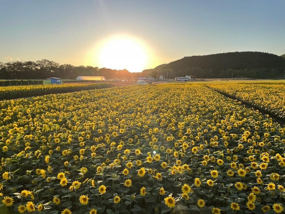 The sunflowers at Omagari Lakeside Park are in full bloom!